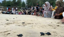 Konservasi Penyu Lampuuk