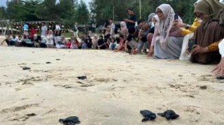 Konservasi Penyu Lampuuk