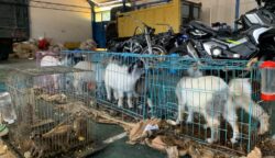 Bea Cukai Langsa Gagalkan Penyelundupan Barang Impor Ilegal dari Thailand