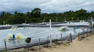 usaha tambak di abdya