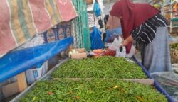 Harga cabai blangpidie