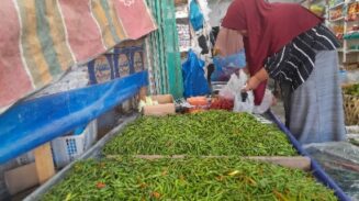 Harga cabai blangpidie