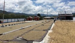 imbas kebijakan as Kopi gayo terancam anjlok