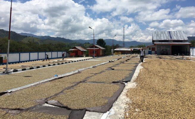 imbas kebijakan as Kopi gayo terancam anjlok