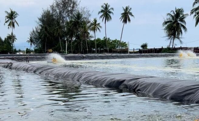 budidaya tambak rakyat di Abdya