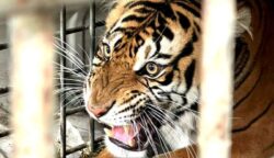 Senja, Harimau Sumatera Kembali ke Alam Liar di Taman Nasional Gunung Leuser