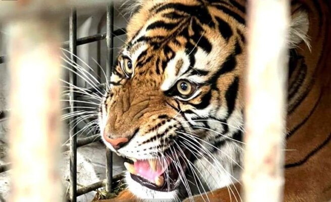 Senja, Harimau Sumatera Kembali ke Alam Liar di Taman Nasional Gunung Leuser