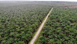 Rawa Tripa Terancam Hilang, Aktivis Muda Aceh Suarakan Darurat Ekologis