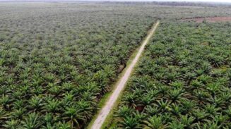 Rawa Tripa Terancam Hilang, Aktivis Muda Aceh Suarakan Darurat Ekologis