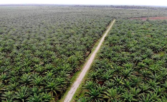 Rawa Tripa Terancam Hilang, Aktivis Muda Aceh Suarakan Darurat Ekologis