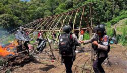 25 Hektare Ladang Ganja di Nagan Raya Dibongkar, 2 Pelaku Masuk DPO