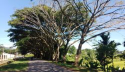 Dahan Kering Pohon Trembesi di Komplek Perkantoran Abdya Ancam Pengguna Jalan