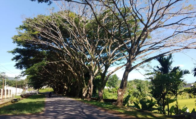 Dahan Kering Pohon Trembesi di Komplek Perkantoran Abdya Ancam Pengguna Jalan