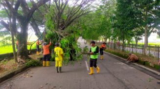 Respon Keluhan Warga, Pemkab Abdya  Pangkas Pohon Rawan Tumbang di Jalur Kantor Bupati
