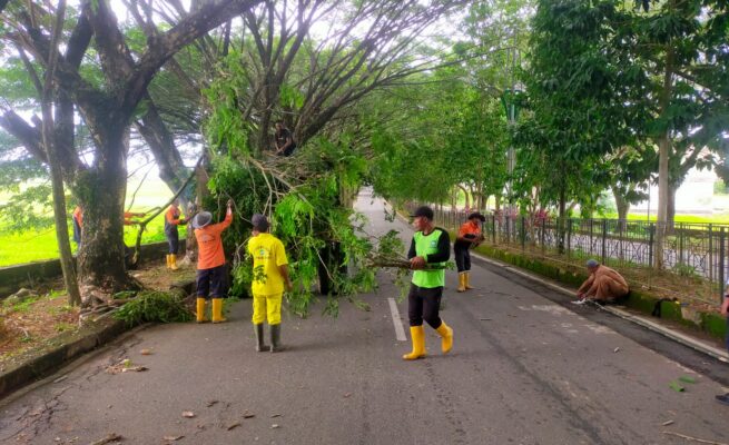Respon Keluhan Warga, Pemkab Abdya  Pangkas Pohon Rawan Tumbang di Jalur Kantor Bupati