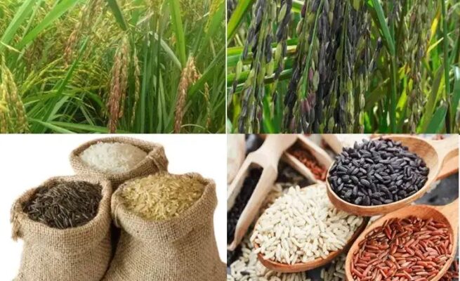 Beras Warna Segreng dari Yogyakarta Terbukti Turunkan Kadar Gula Darah