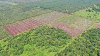 Alarm Bahaya di Rawa Tripa, 26 Hektare Hutan Gambut Hilang dalam Sekejap