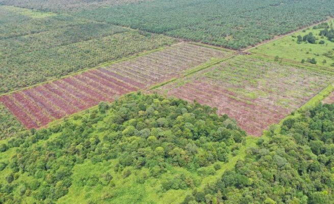 Alarm Bahaya di Rawa Tripa, 26 Hektare Hutan Gambut Hilang dalam Sekejap