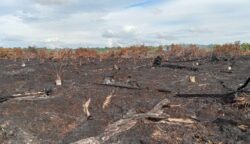Kebakaran Lahan 5,5 Hektare di Nagan Raya Berhasil Dipadamkan, Warga Diimbau Waspada