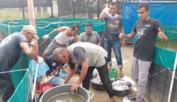 Pemdes Geulumpang Payong Panen Perdana Lele Bioflok, 370 Rumah Warga Terima Manfaat