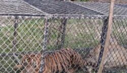 Harimau Sumatra Mangsa 3 Sapi di Aceh Timur, BKSDA Lakukan Patroli Intensif