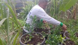 Bertani Tak Harus Lahan Luas, Kadistanpan Abdya Beri Contoh dari Rumah Sendiri