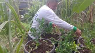 Bertani Tak Harus Lahan Luas, Kadistanpan Abdya Beri Contoh dari Rumah Sendiri