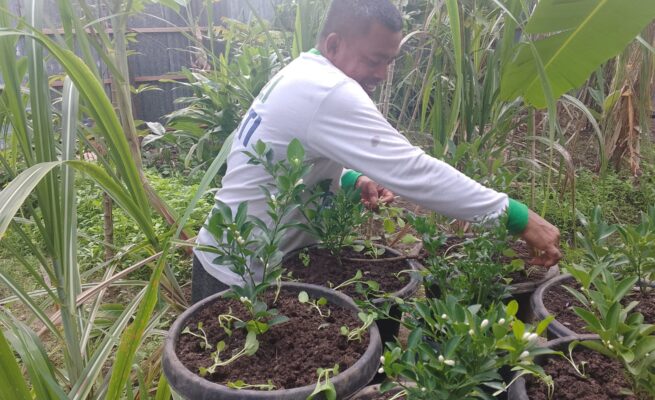 Bertani Tak Harus Lahan Luas, Kadistanpan Abdya Beri Contoh dari Rumah Sendiri