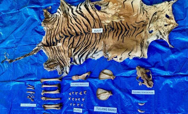 Polda Aceh Tangkap Pelaku Perdagangan Kulit Harimau Sumatera di Nagan Raya
