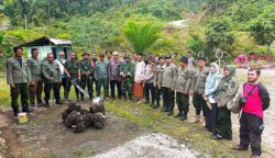 Operasi Gabungan Tertibkan 18,5 Hektare Sawit Ilegal di Hutan Abdya