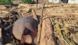 Tragis, Gajah Sumatera Tewas Terjepit Gelondongan Kayu Saat Banjir Bandang di Meureudu