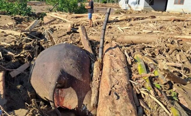 Tragis, Gajah Sumatera Tewas Terjepit Gelondongan Kayu Saat Banjir Bandang di Meureudu