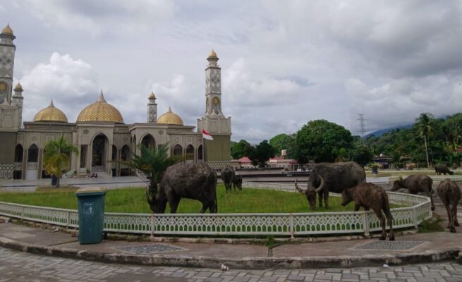 Kerbau Kembali Masuk Pekarangan Masjid Agung Baitul Ghafur Abdya, Warga Soroti Lemahnya Pengawasan