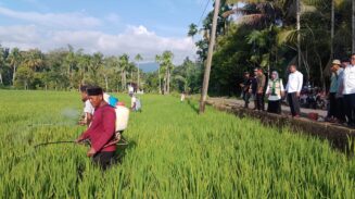 Distanpan Abdya Libatkan Petani Tangani Hama Wereng di Gampong Mesjid