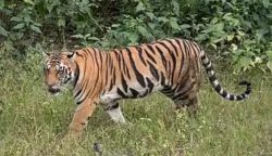 Masuk Hutan Antar BBM, Warga Nagan Raya Tewas Diterkam Harimau