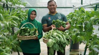 Dandim Abdya Manfaatkan Pekarangan Rumdis jadi Sentra Produksi Pertanian dan Pangan