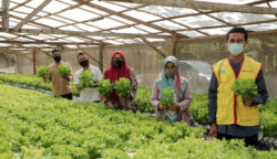 Pertanian Masih Jadi Penopang Utama Ekonomi Aceh, Kontribusi 32,74 Persen