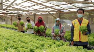 Pertanian Masih Jadi Penopang Utama Ekonomi Aceh, Kontribusi 32,74 Persen