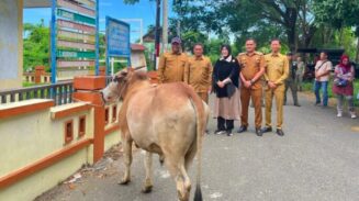Wali Kota Illiza Salurkan 17 Sapi dan 7 Kambing Qurban untuk Masyarakat