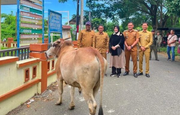 Wali Kota Illiza Salurkan 17 Sapi dan 7 Kambing Qurban untuk Masyarakat