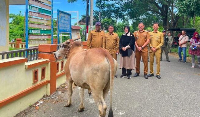 Wali Kota Illiza Salurkan 17 Sapi dan 7 Kambing Qurban untuk Masyarakat